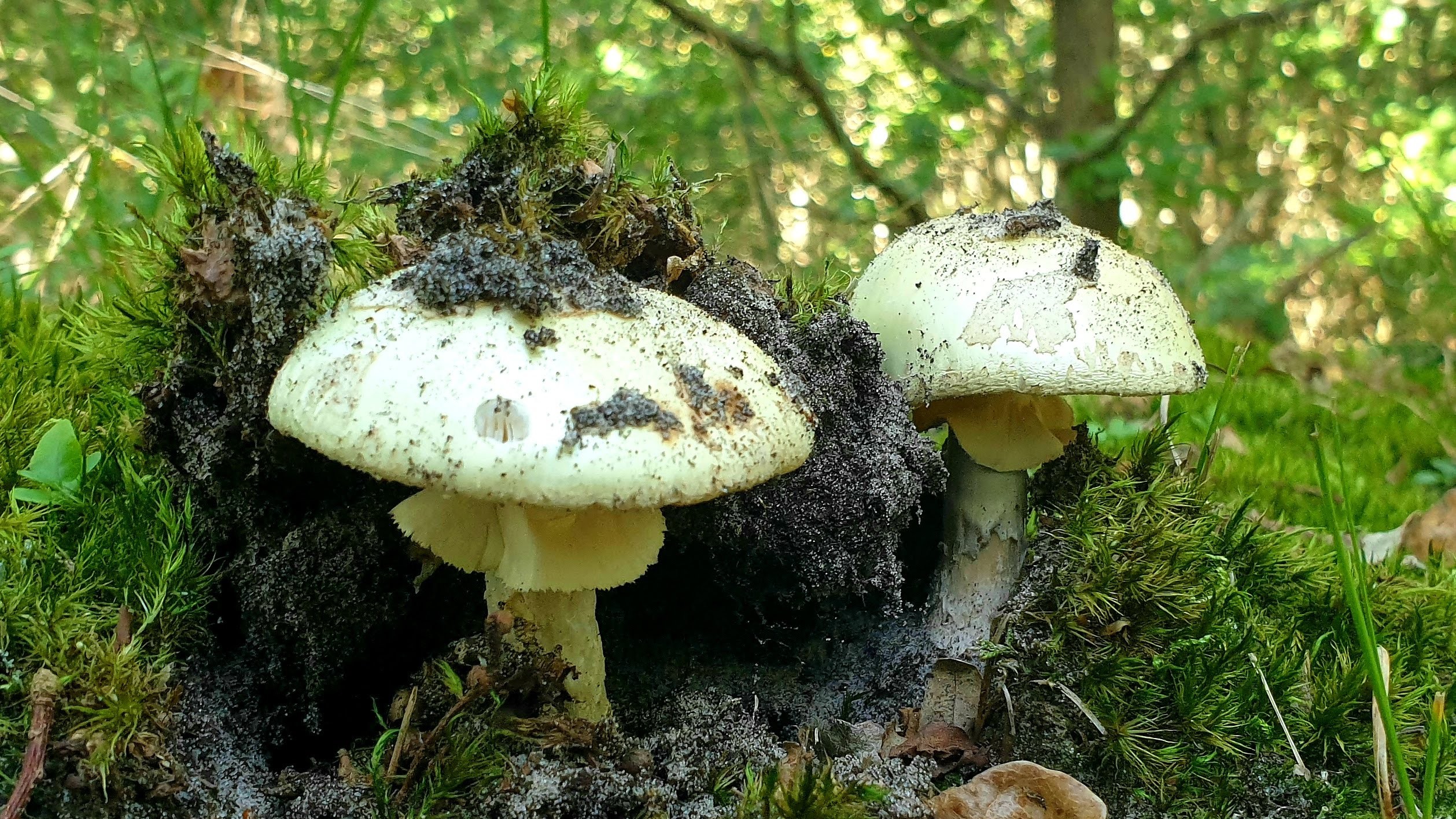 Herfst weekend vakantie naar Ameland paddenstoelen uitwaaien bos strand