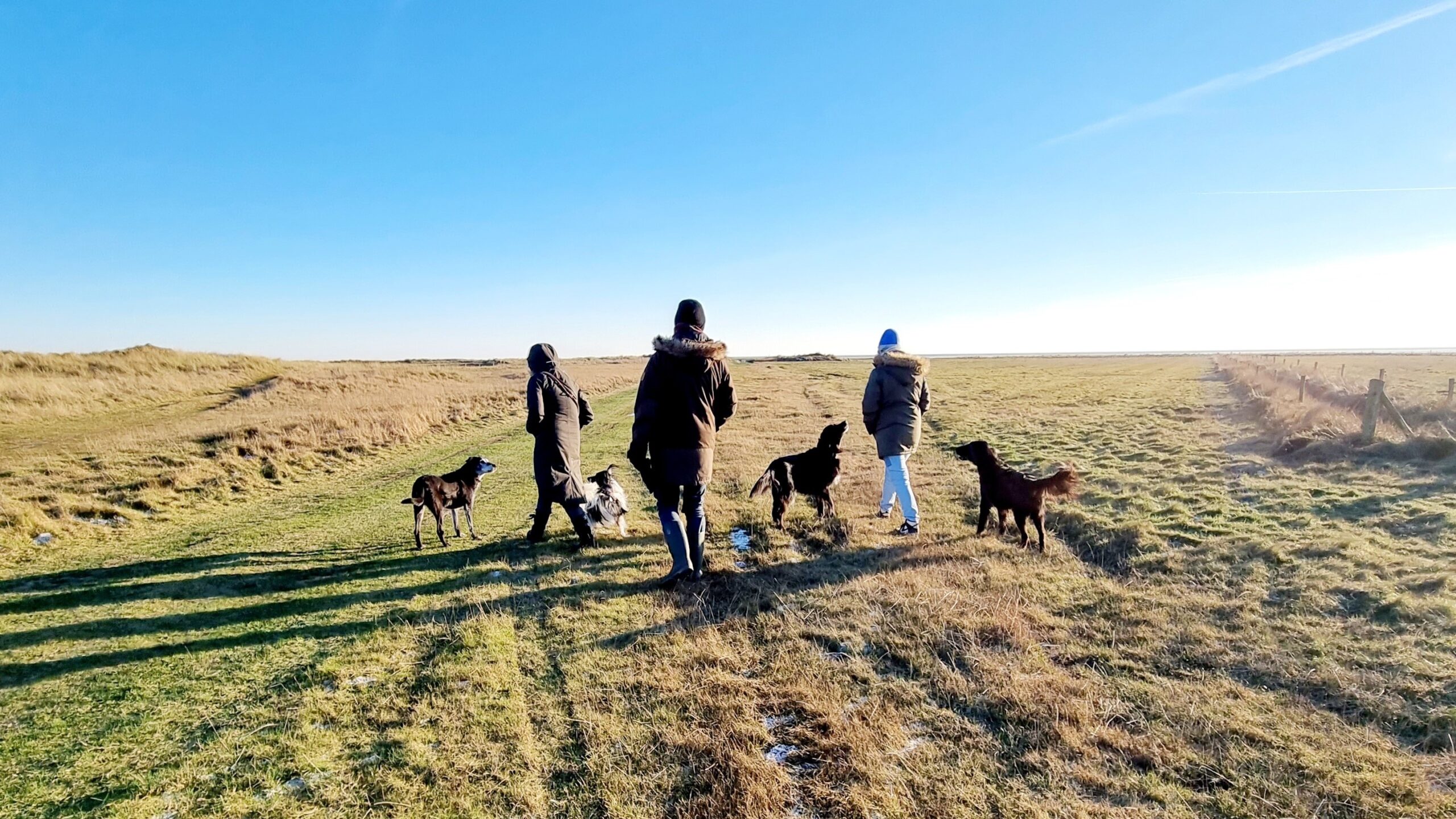 Vakantie met 2, 3, 4 honden Ameland loslopen strand
