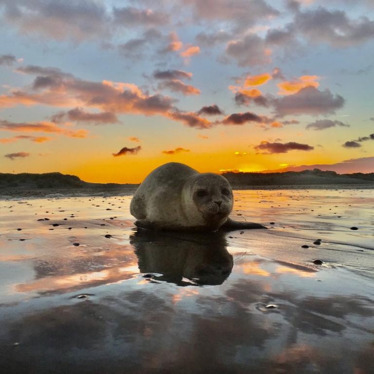 Zeehondenpup op het Noordzee strand Ameland