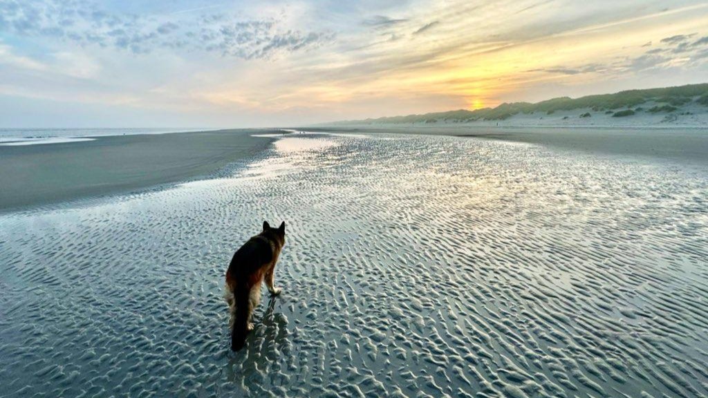 Strandwandeling zee strand met hond loslopen Ameland