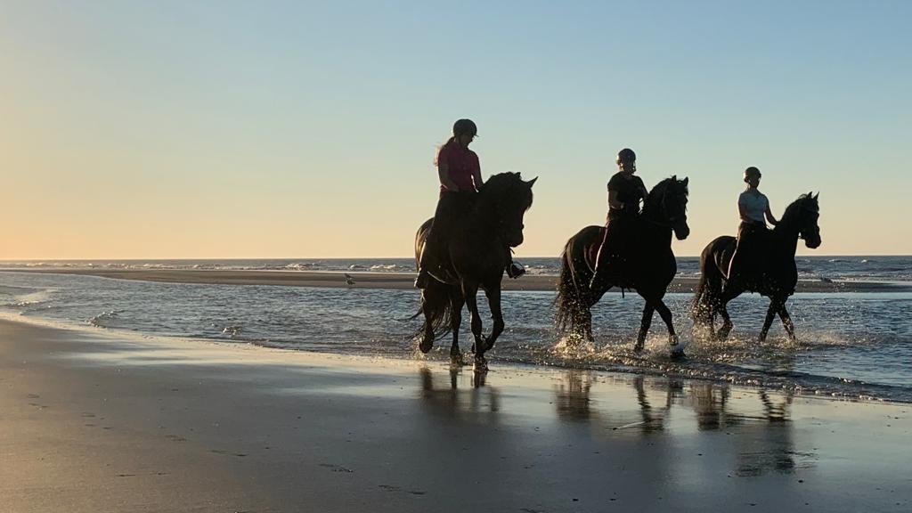 paardrijden over het strand Ameland Noordzee door het water Friese paarden