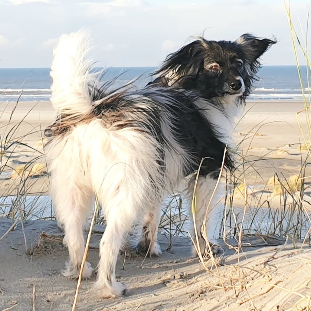 Met hond op vakantie Hond in de duinen strand loslopen op Ameland
