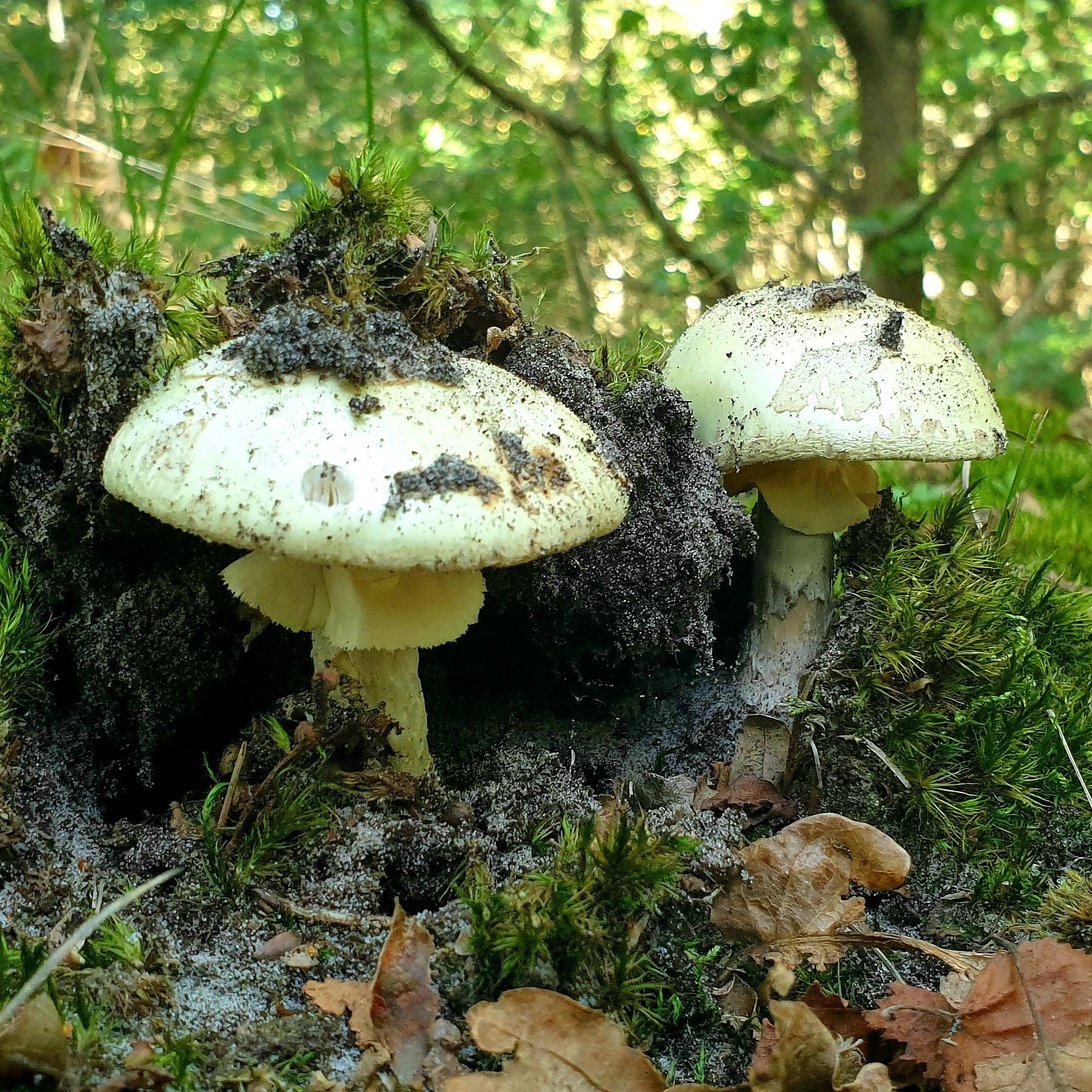 Herfstvakantie Ameland Herfst weekend vakantie naar Ameland paddenstoelen uitwaaien bos strand