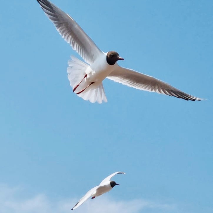 Kokmeeuwen Ameland Kokmeeuwen strand Ameland natuur wandeling vakantieverblijf op Ameland