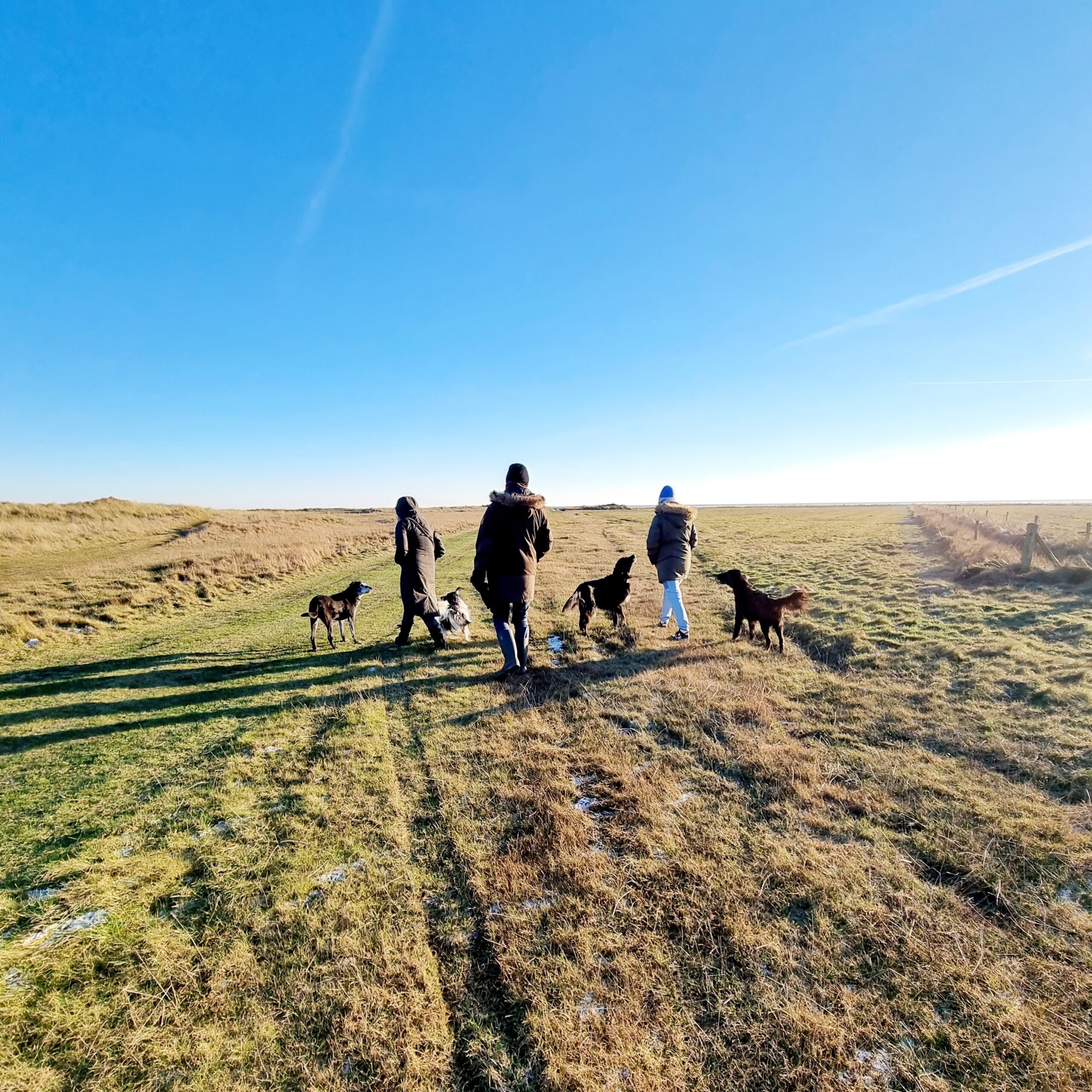 Waar mag mijn hond loslopen op Ameland? Loslopen op het strand van Waddeneiland Ameland