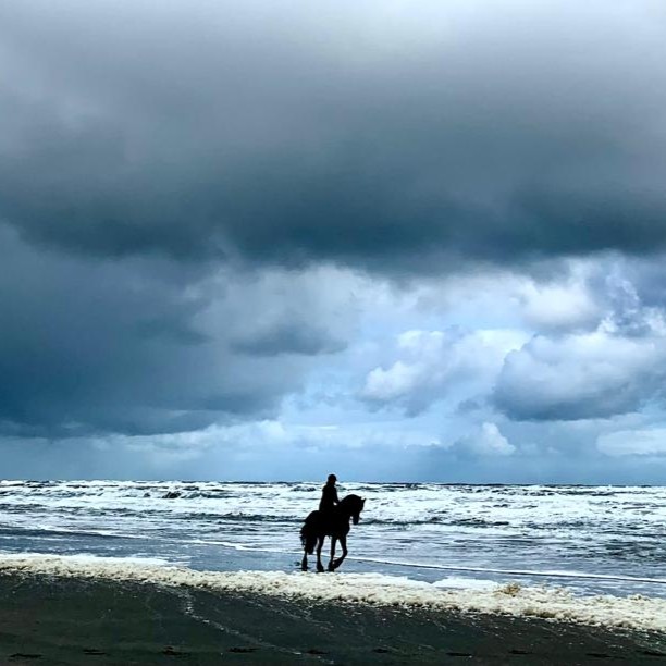 Vakantie met paard Ameland Fries paard op het strand. Paard in de zee rijden door de branding. Paardrijden op Ameland op het strand. Vakantie met paard Ameland.
