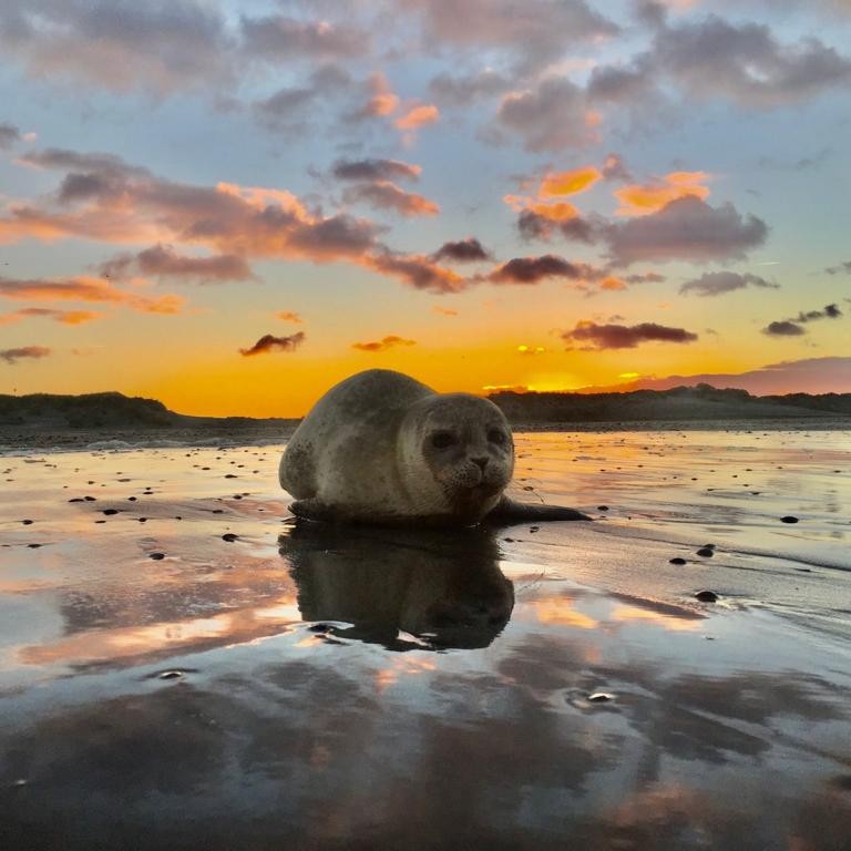 Zeehond op strand Ameland Zeehondenpup op het Noordzee strand Ameland