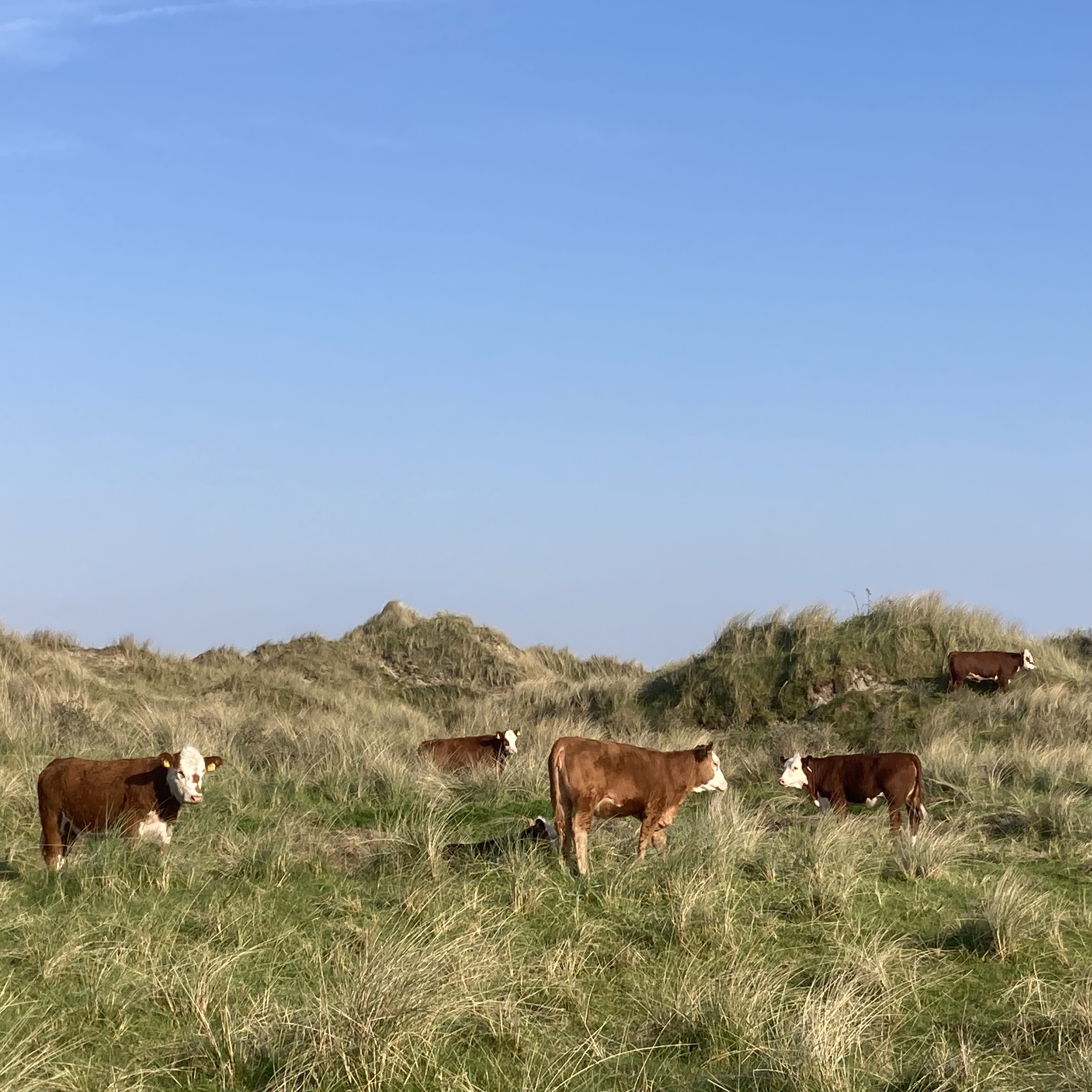 Hereford koeien Ameland Hereford koeien voor begrazing in de duinen en natuurgebieden op Ameland