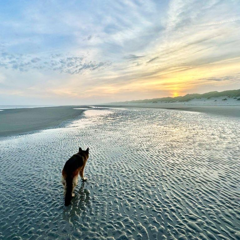 Strandwandeling met hond Strandwandeling zee strand met hond loslopen Ameland