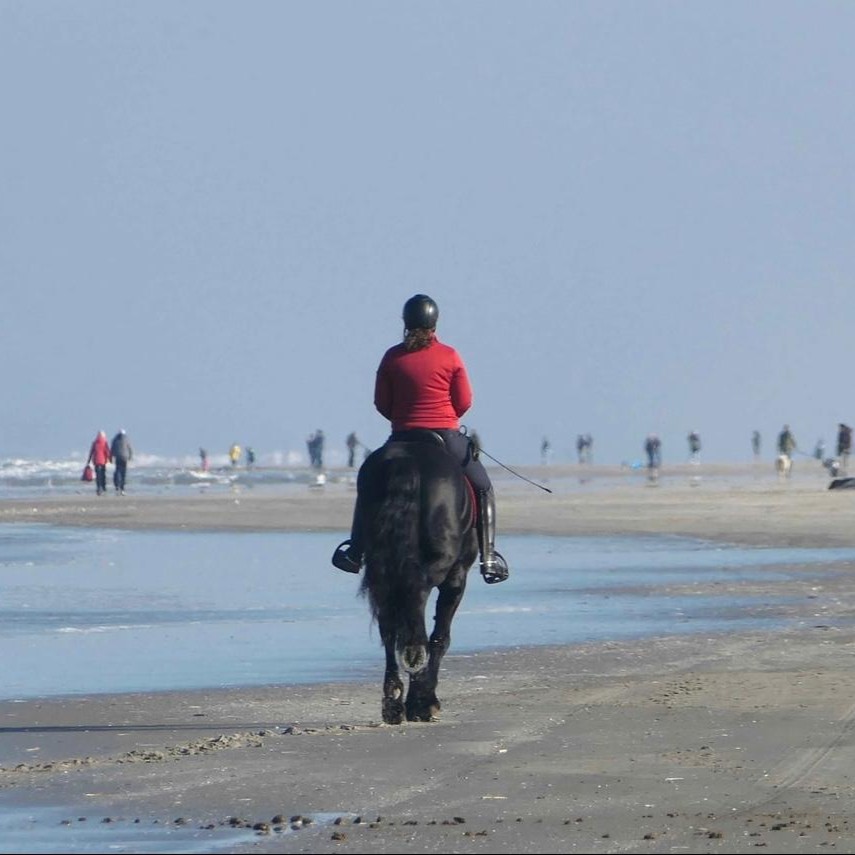Paardrijden op het strand Ameland Paardrijden over het strand op Ameland met een Fries paard. Paard op het strand. Fries paard door de zee.