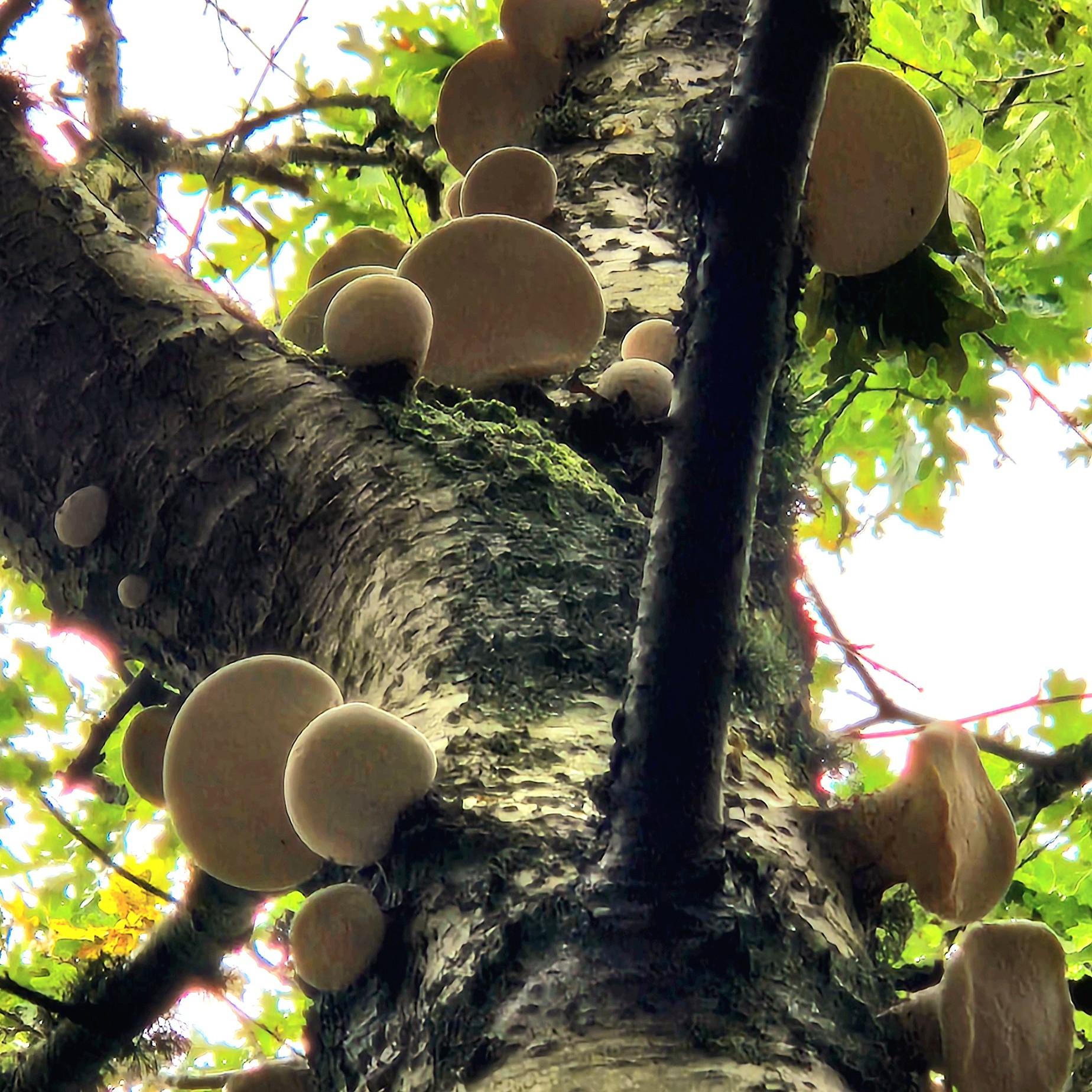 Elfenbankjes boom bos Ameland kwekerijbos herfstvakantie